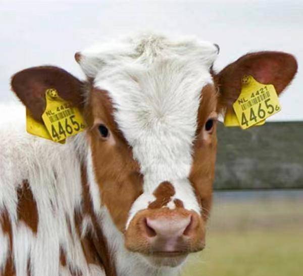 Cattle Ear Tags laser marking