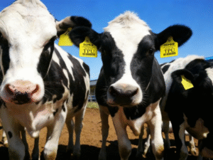 Laser Marking Additive Masterbatch for TPU Identification Cattle Ear Tags ICAR Standerd